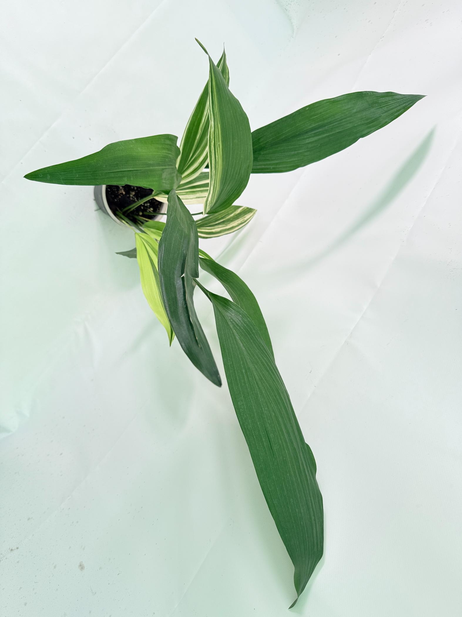 Aspidistra Elatior Variegata 10