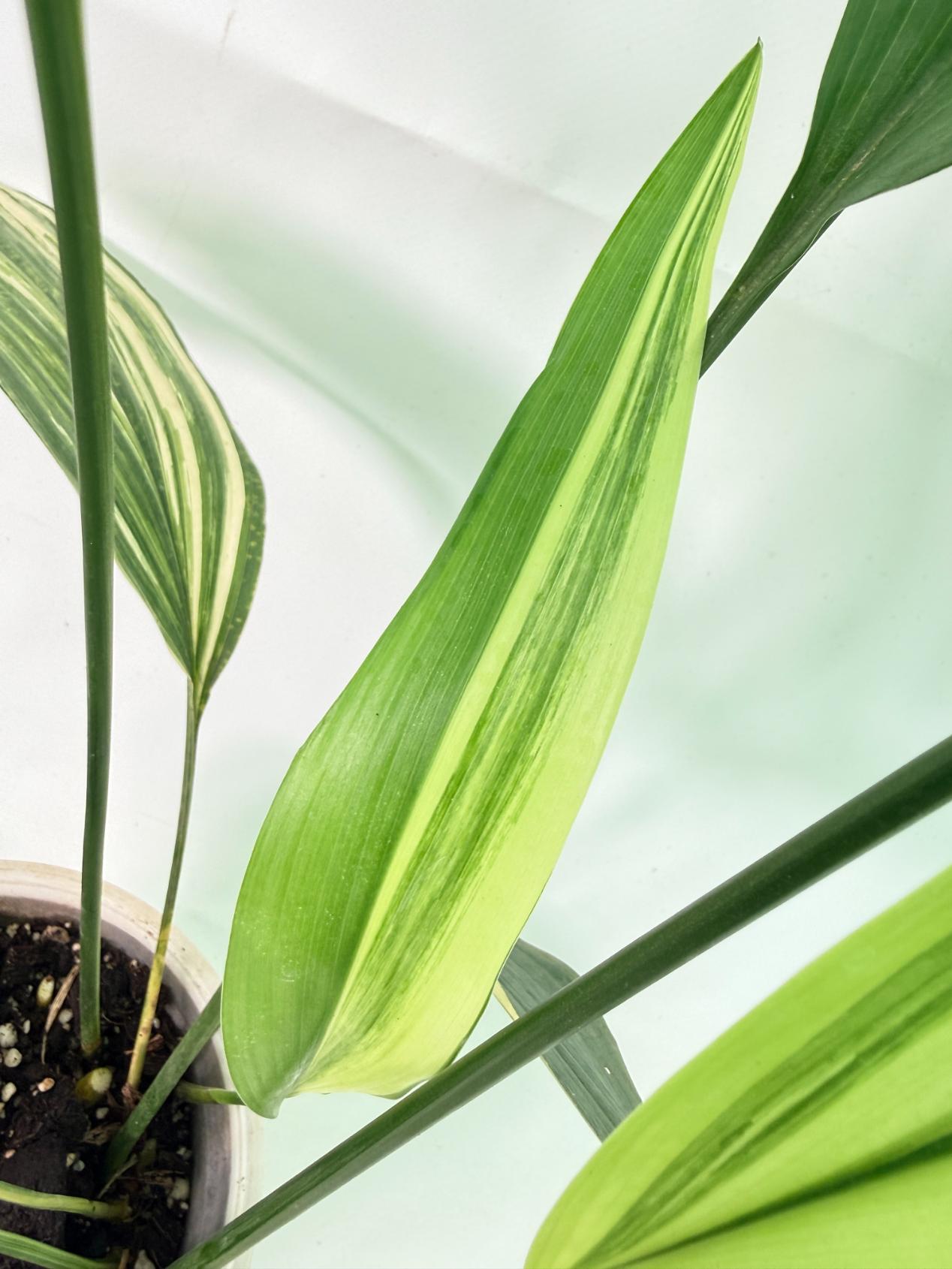 Aspidistra Elatior Variegata 11