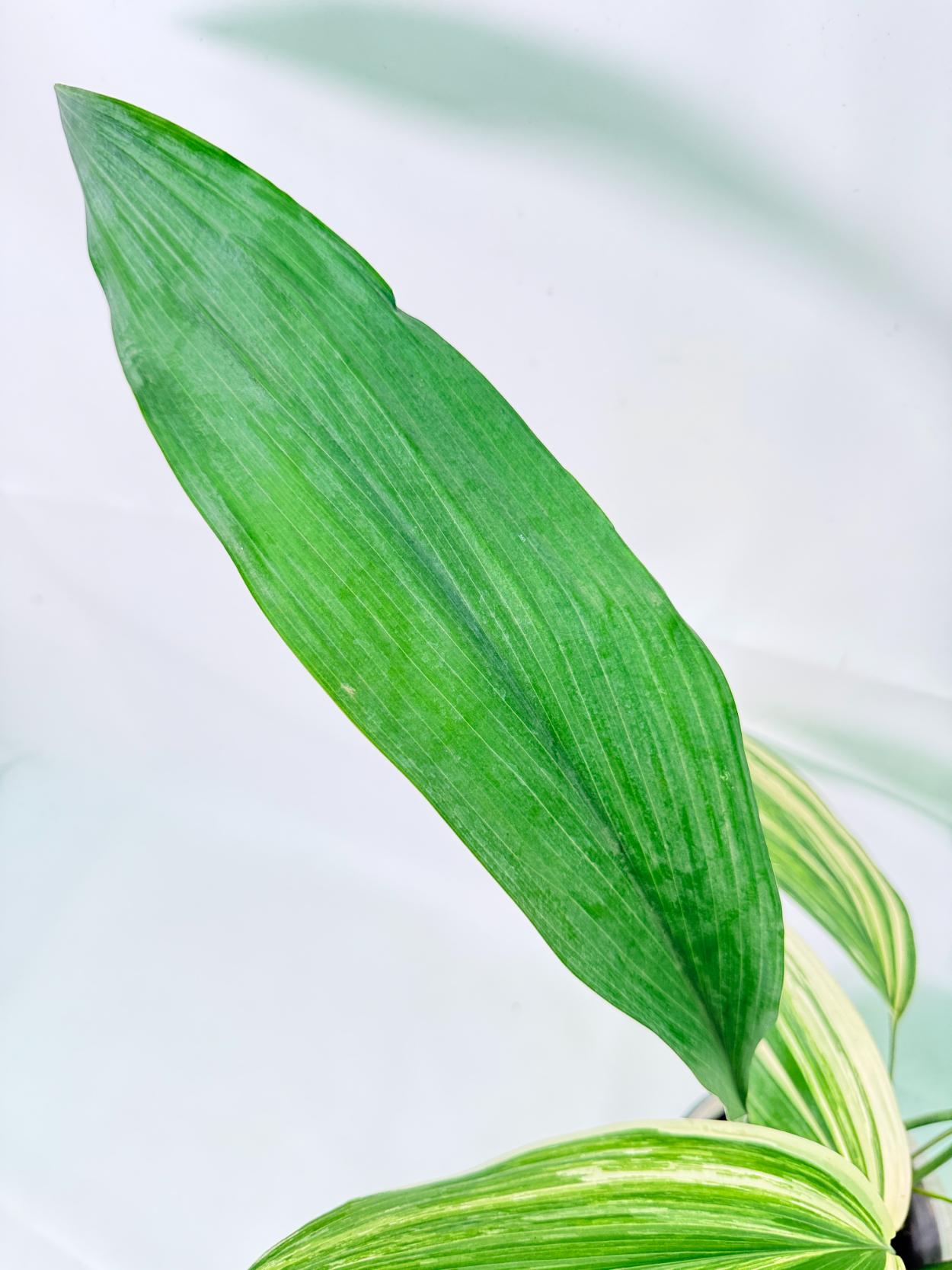 Aspidistra Elatior Variegata 12
