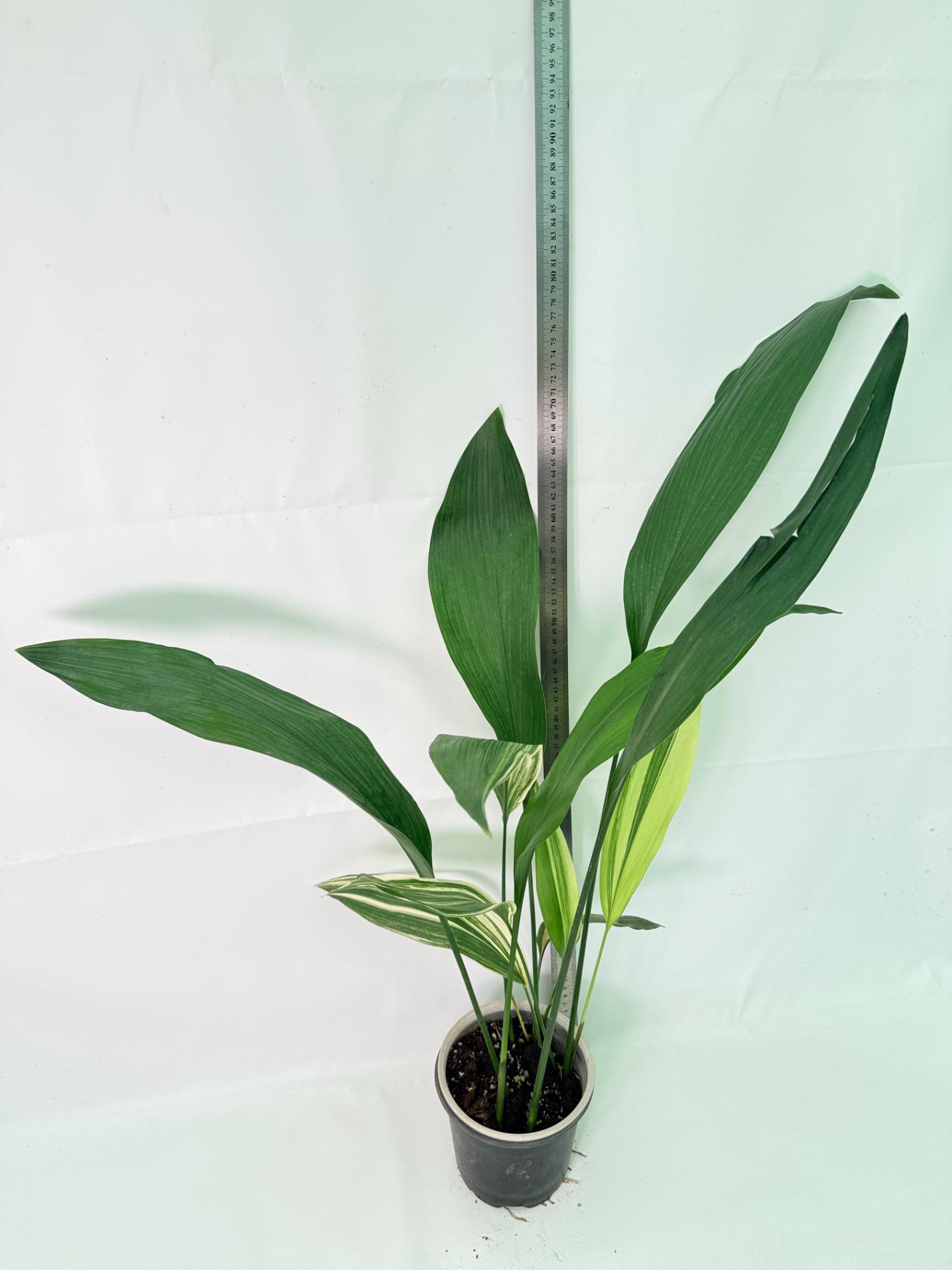Aspidistra Elatior Variegata 01