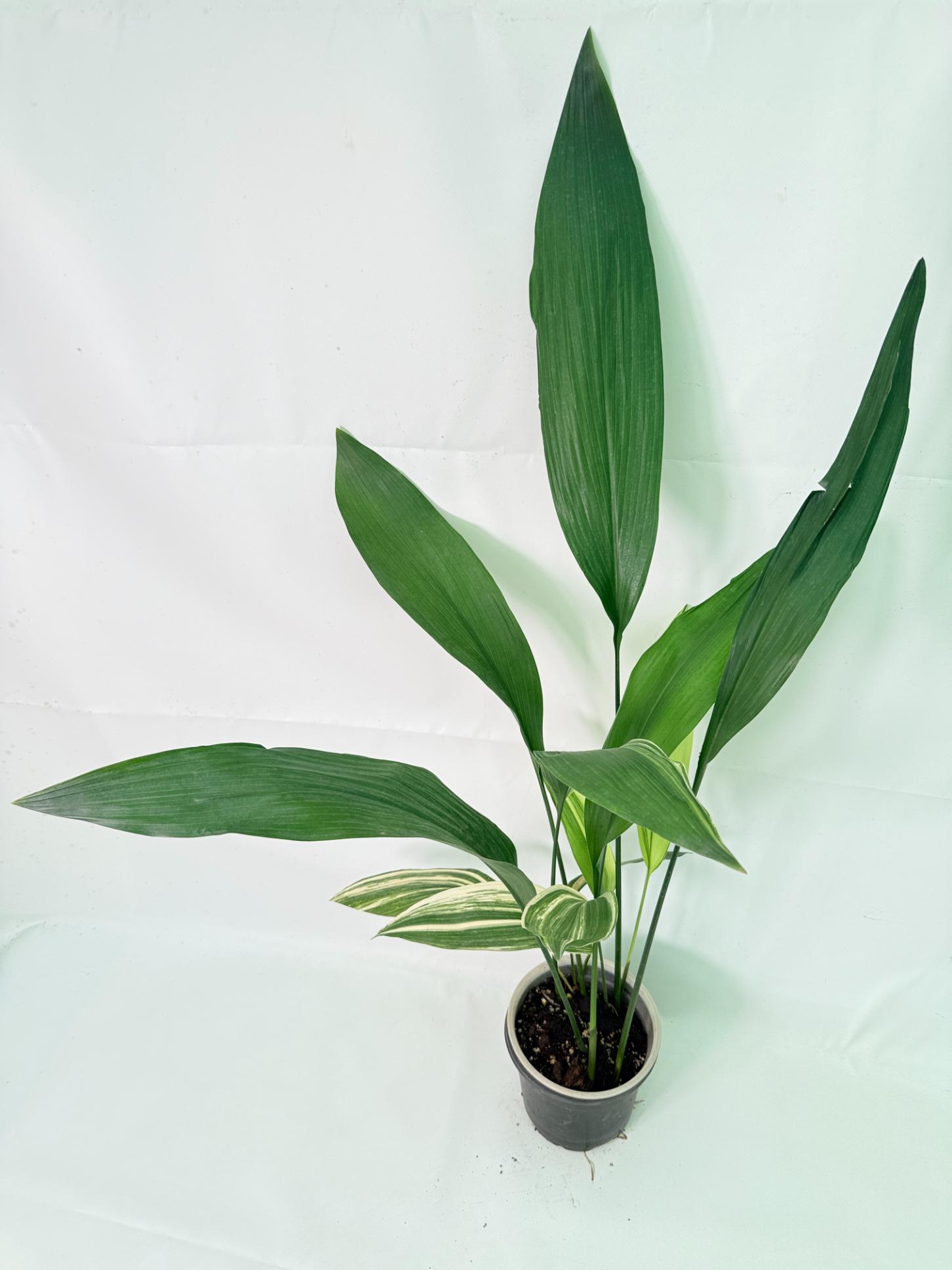 Aspidistra Elatior Variegata 02
