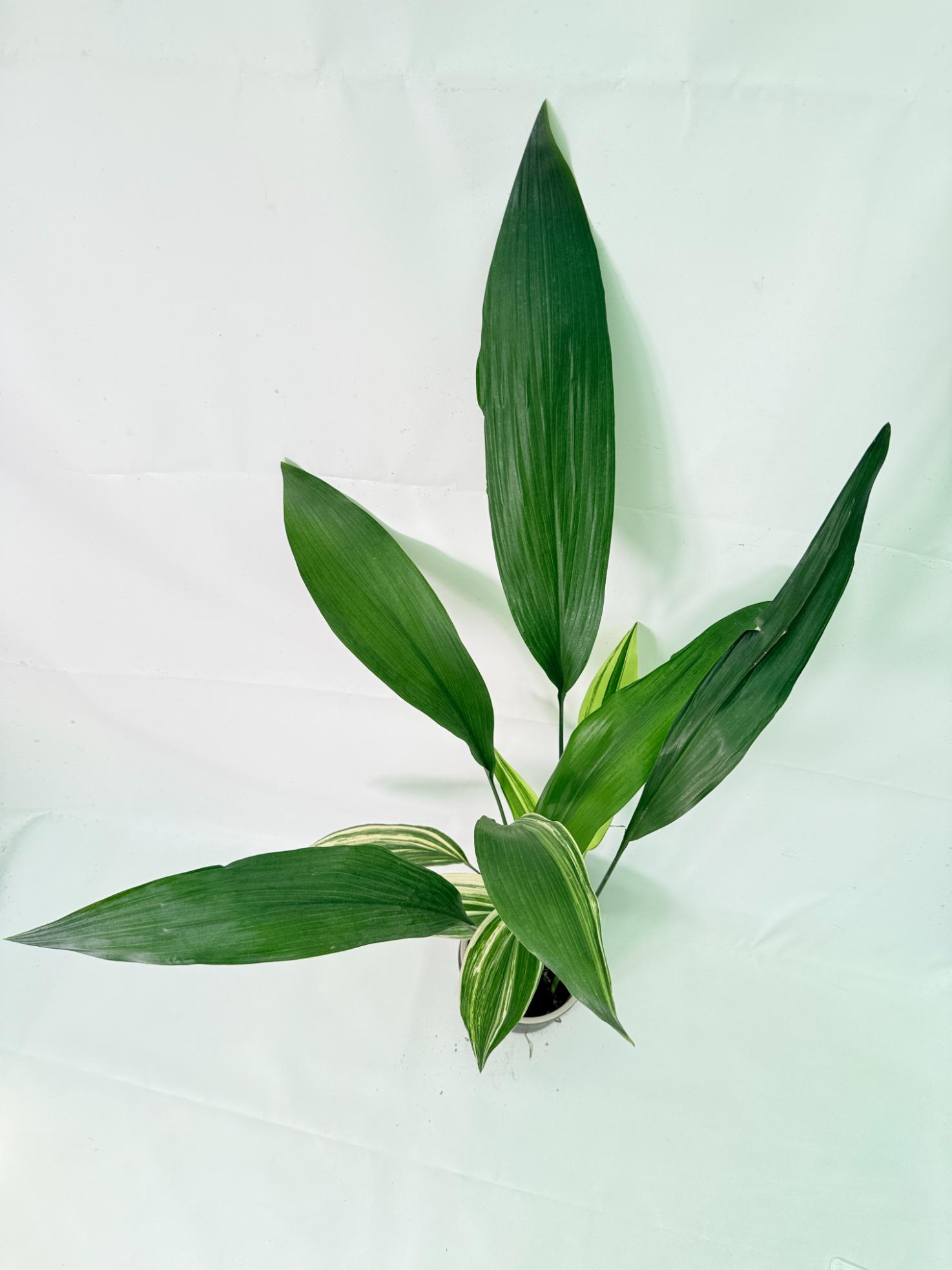 Aspidistra Elatior Variegata 03