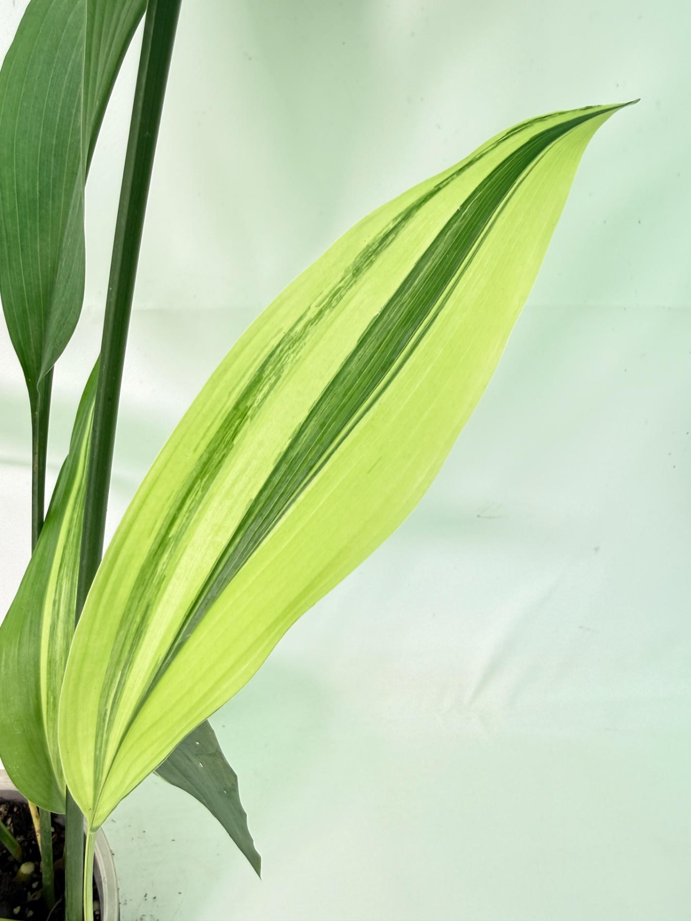 Aspidistra Elatior Variegata 04