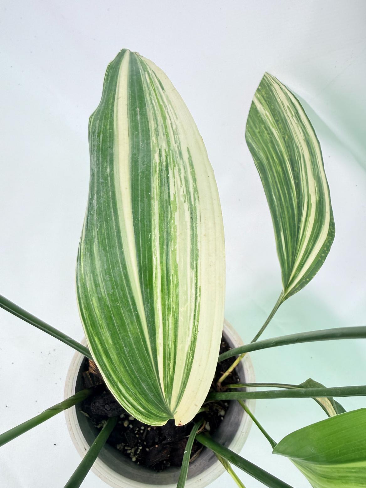 Aspidistra Elatior Variegata 05