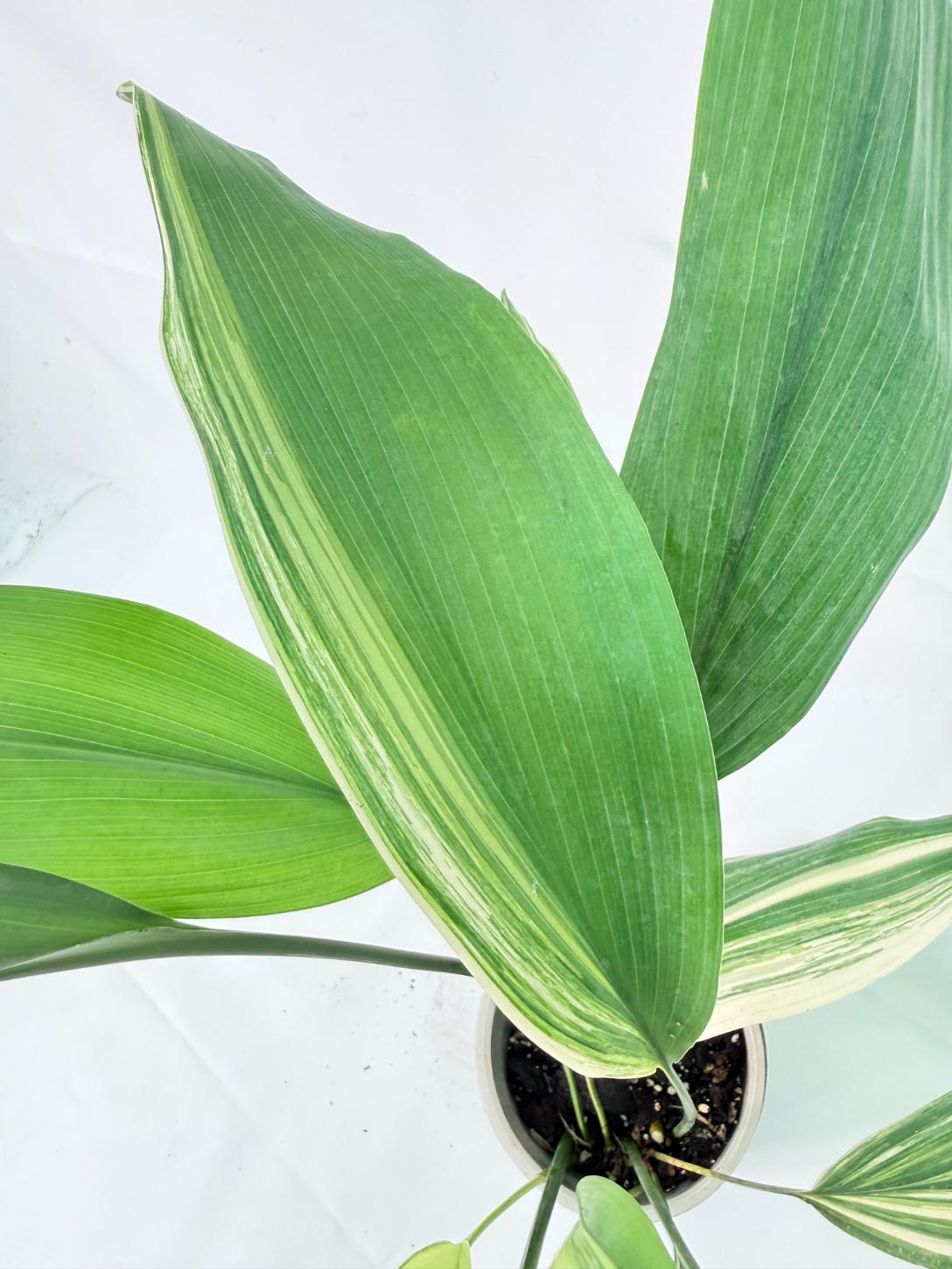 Aspidistra Elatior Variegata 06