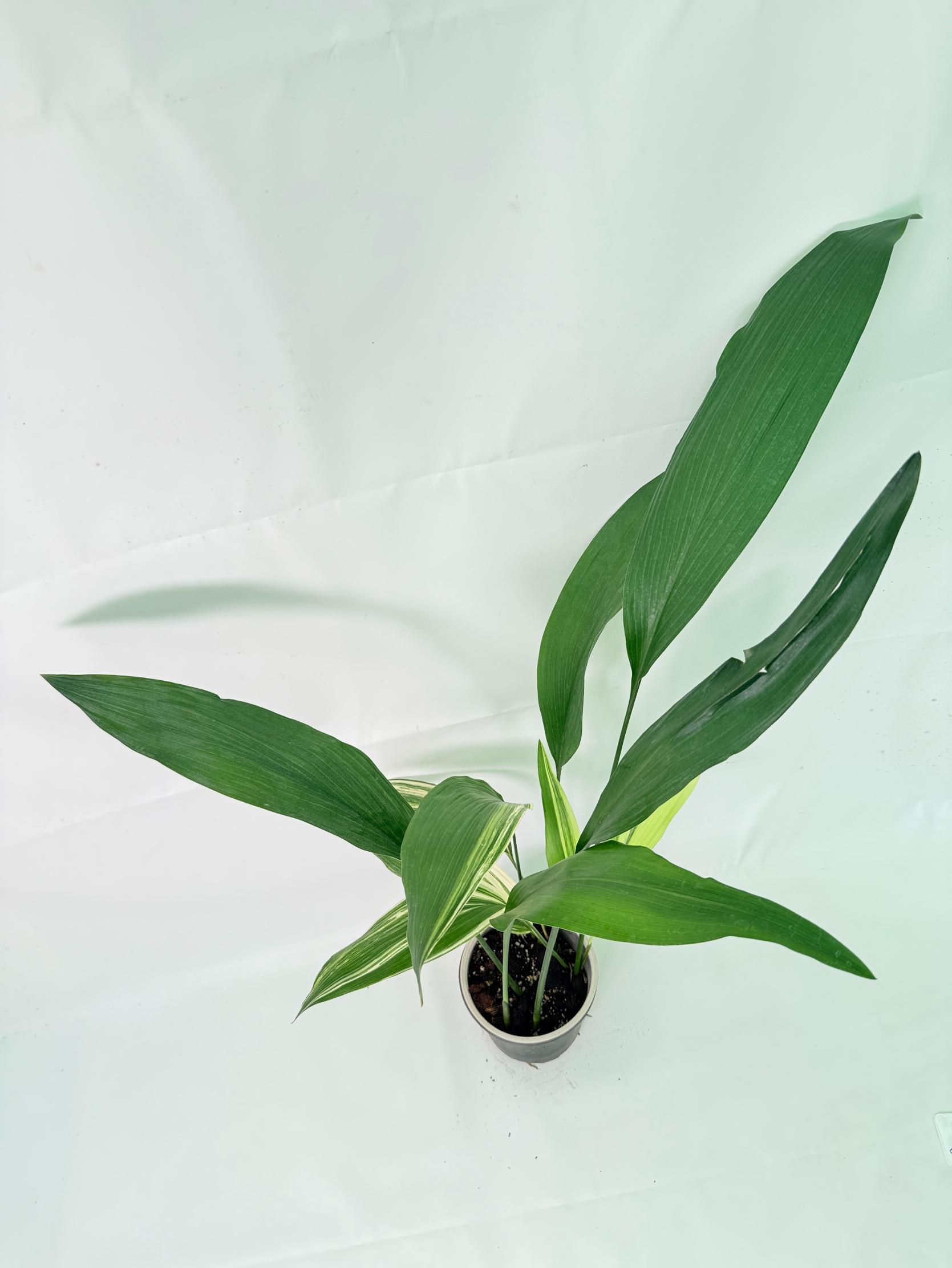Aspidistra Elatior Variegata 08