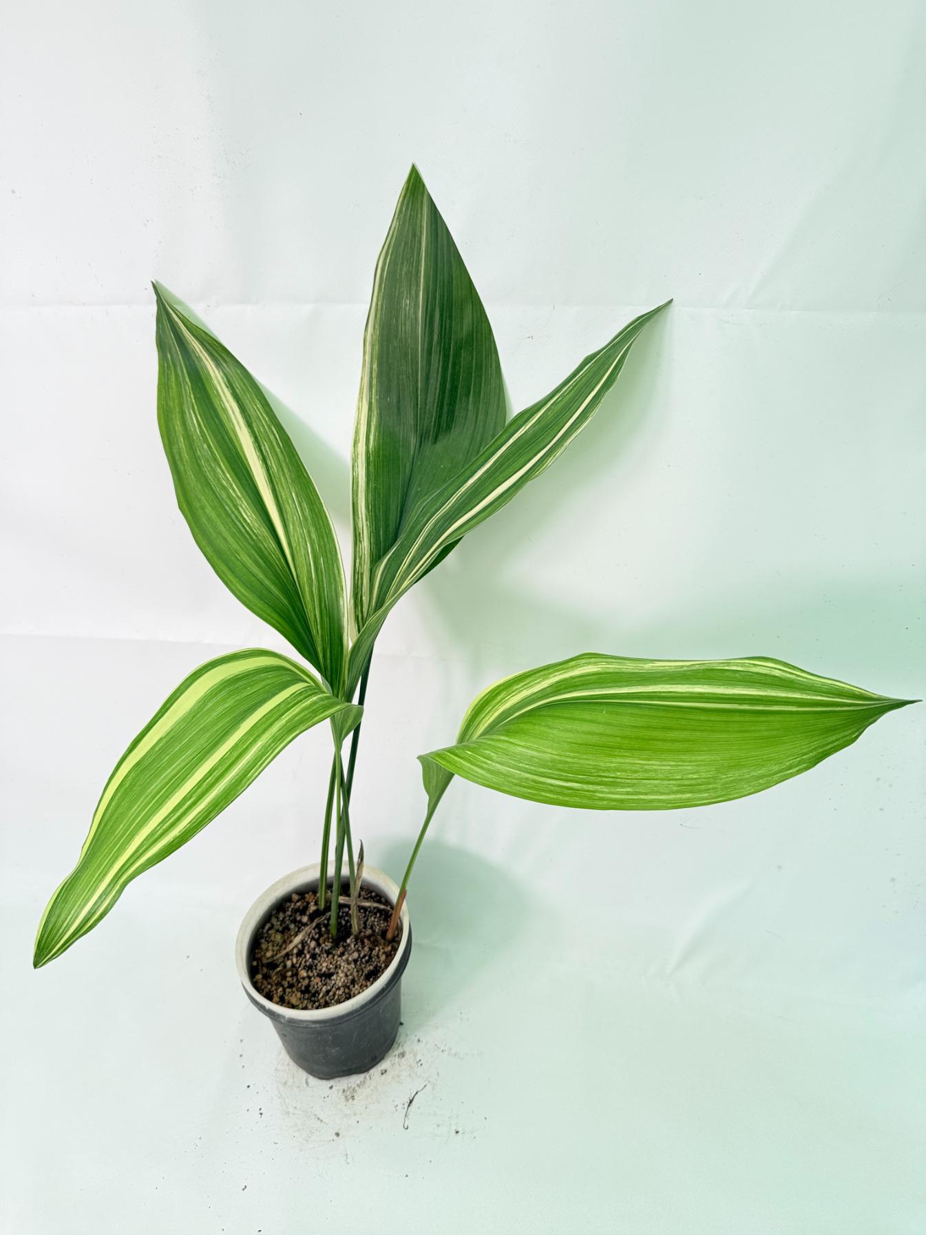 Aspidistra Elatior Variegata 09