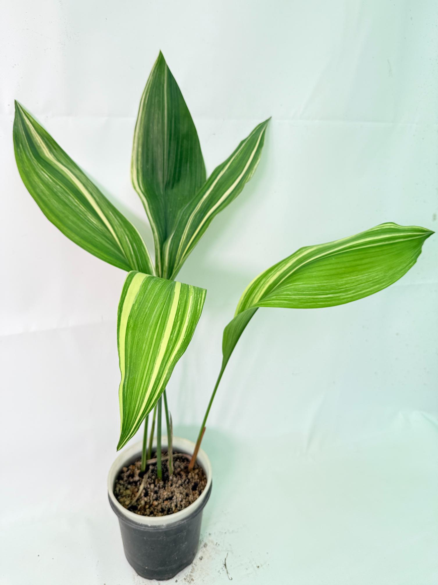 Aspidistra Elatior Variegata 10