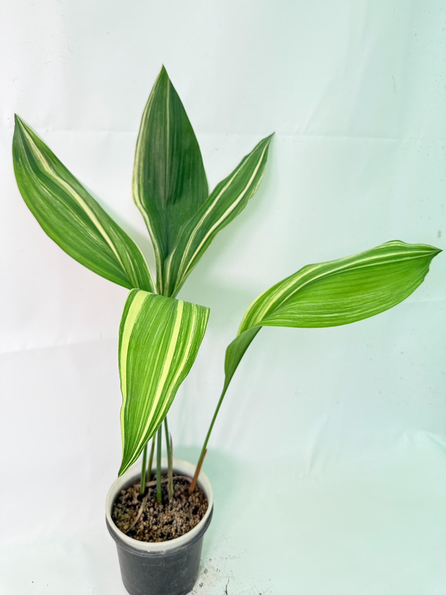 Aspidistra Elatior Variegata 11