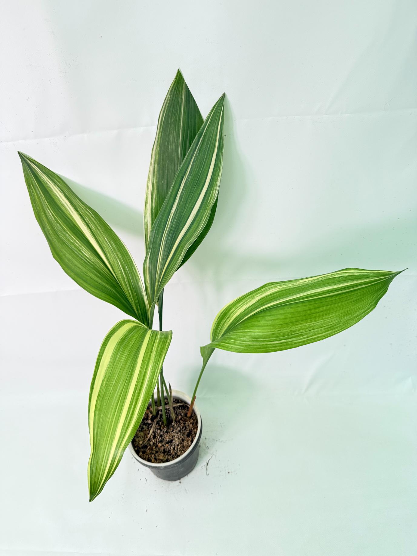 Aspidistra Elatior Variegata 12