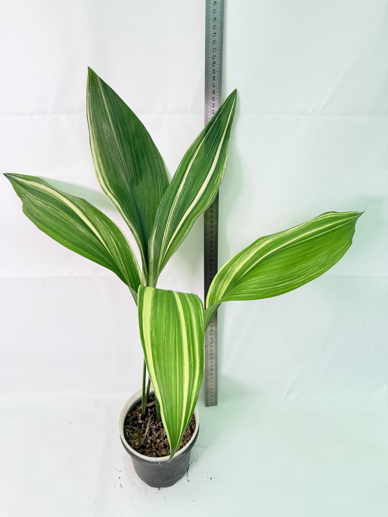 Aspidistra Elatior Variegata 01