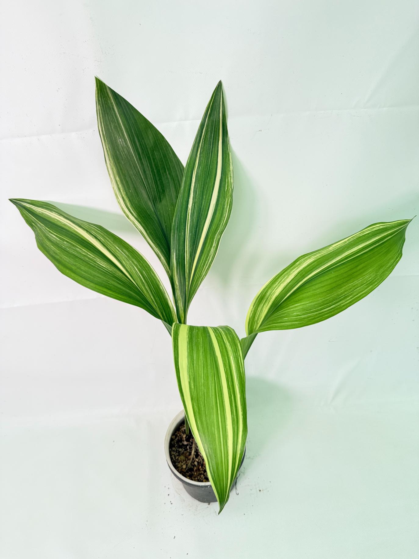 Aspidistra Elatior Variegata 02
