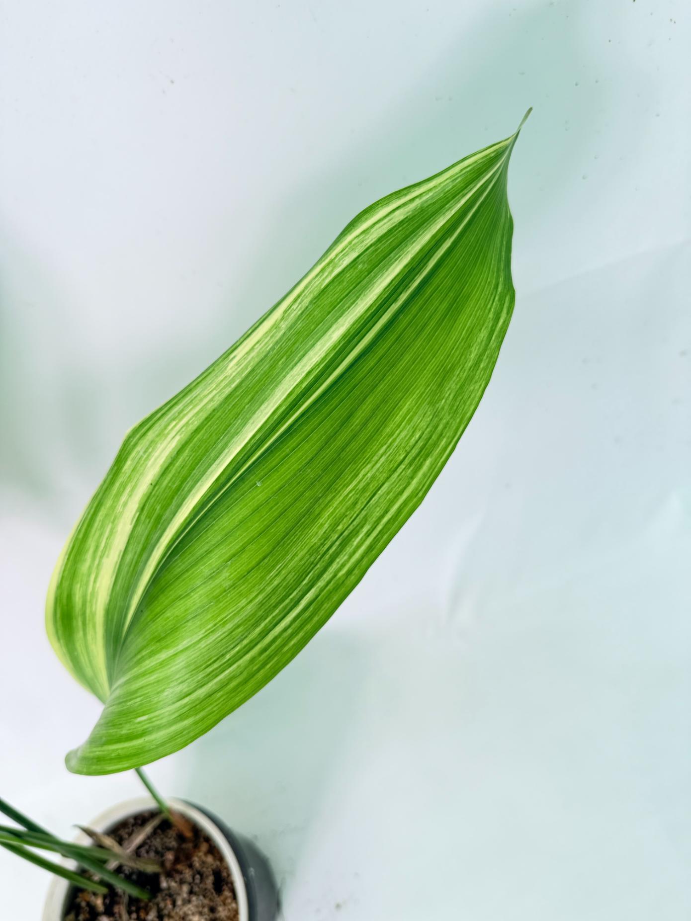 Aspidistra Elatior Variegata 03