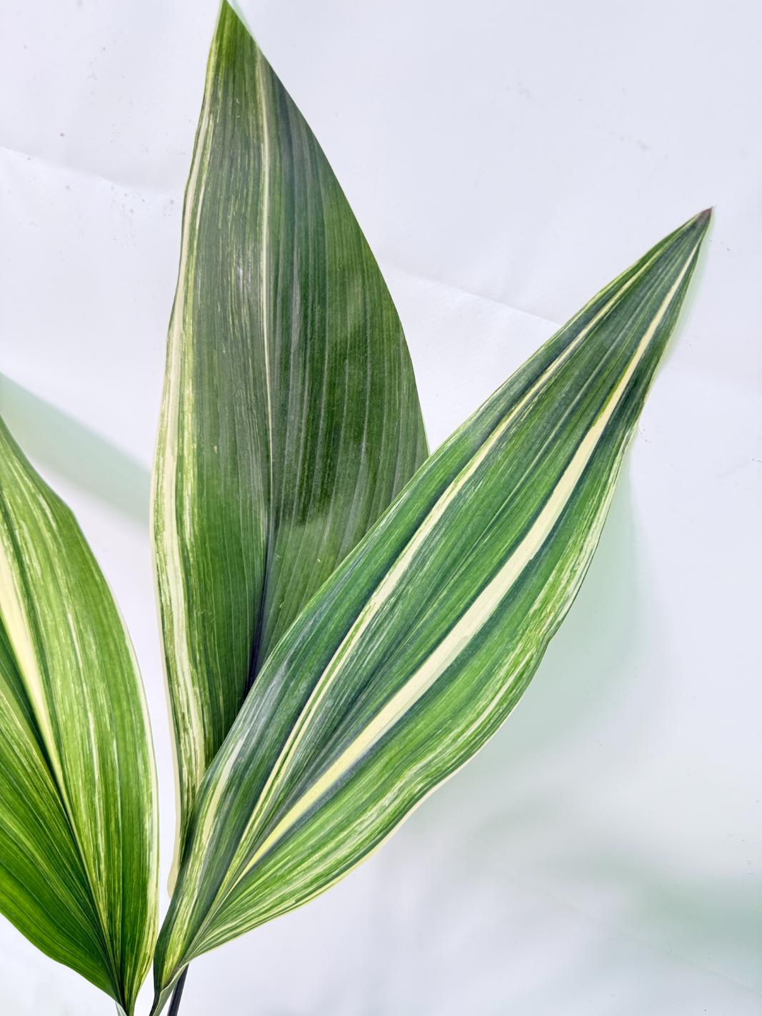 Aspidistra Elatior Variegata 04
