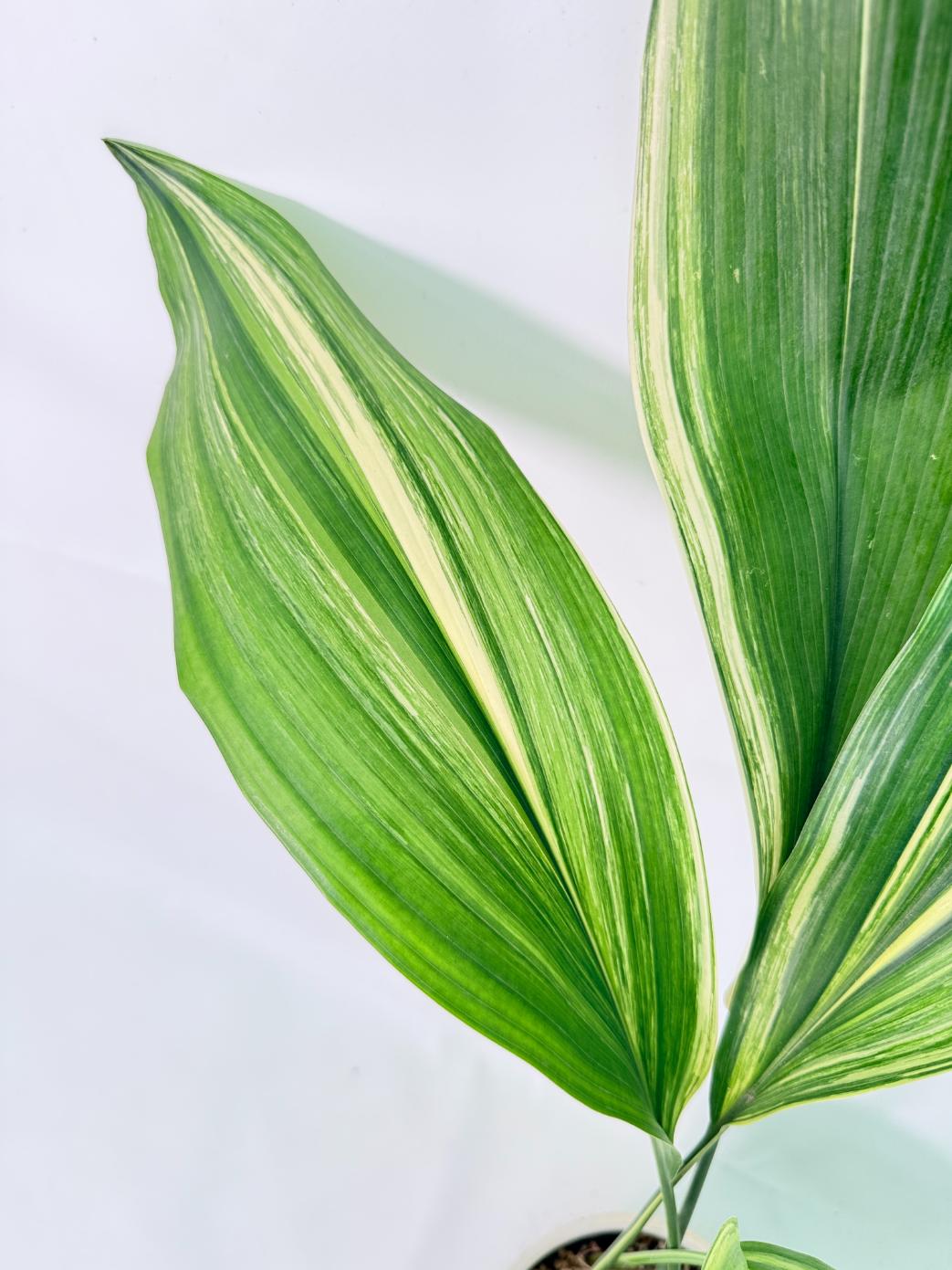 Aspidistra Elatior Variegata 05