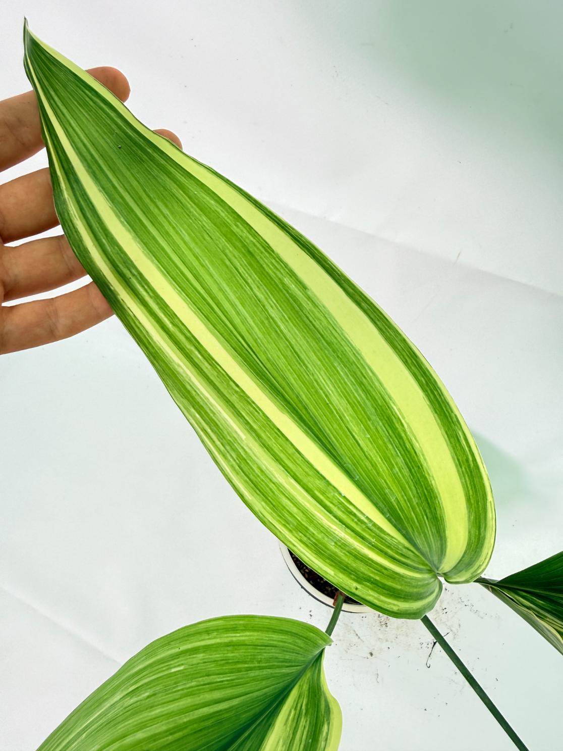 Aspidistra Elatior Variegata 06