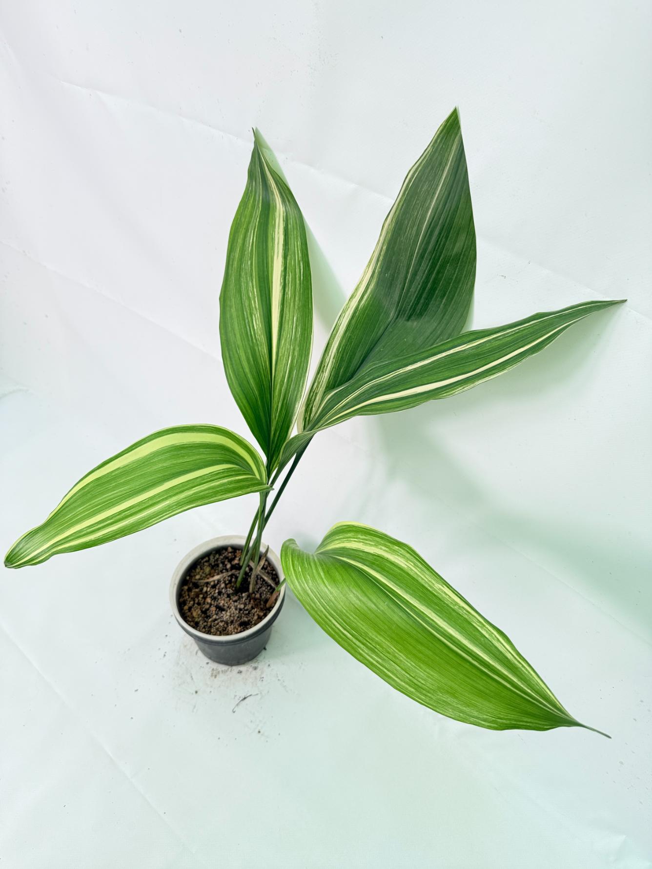 Aspidistra Elatior Variegata 07