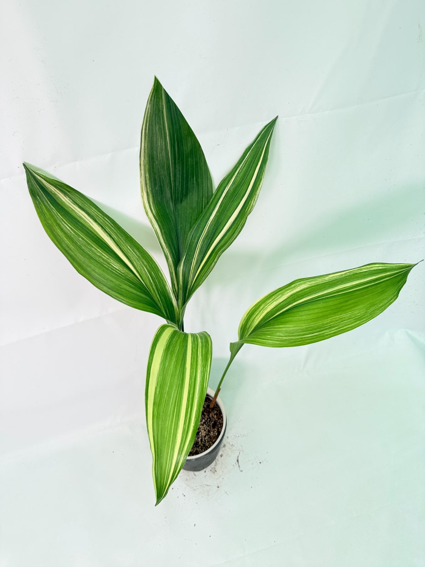 Aspidistra Elatior Variegata 08