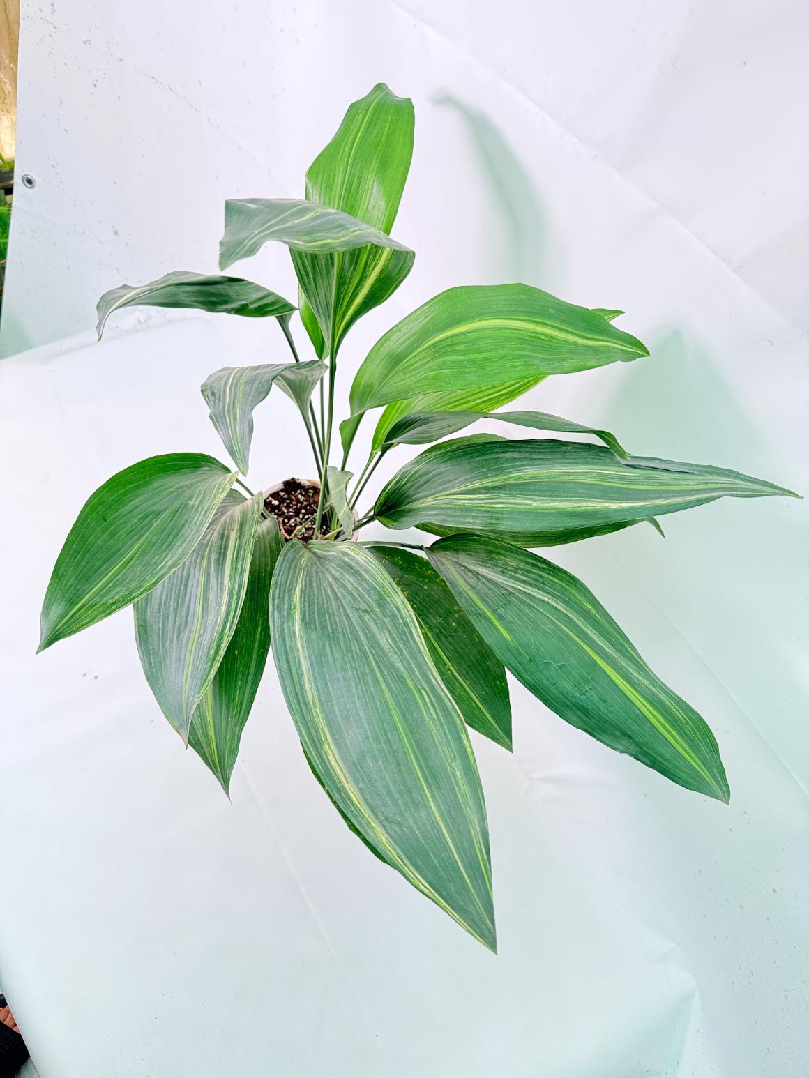Aspidistra Elatior Variegata 09