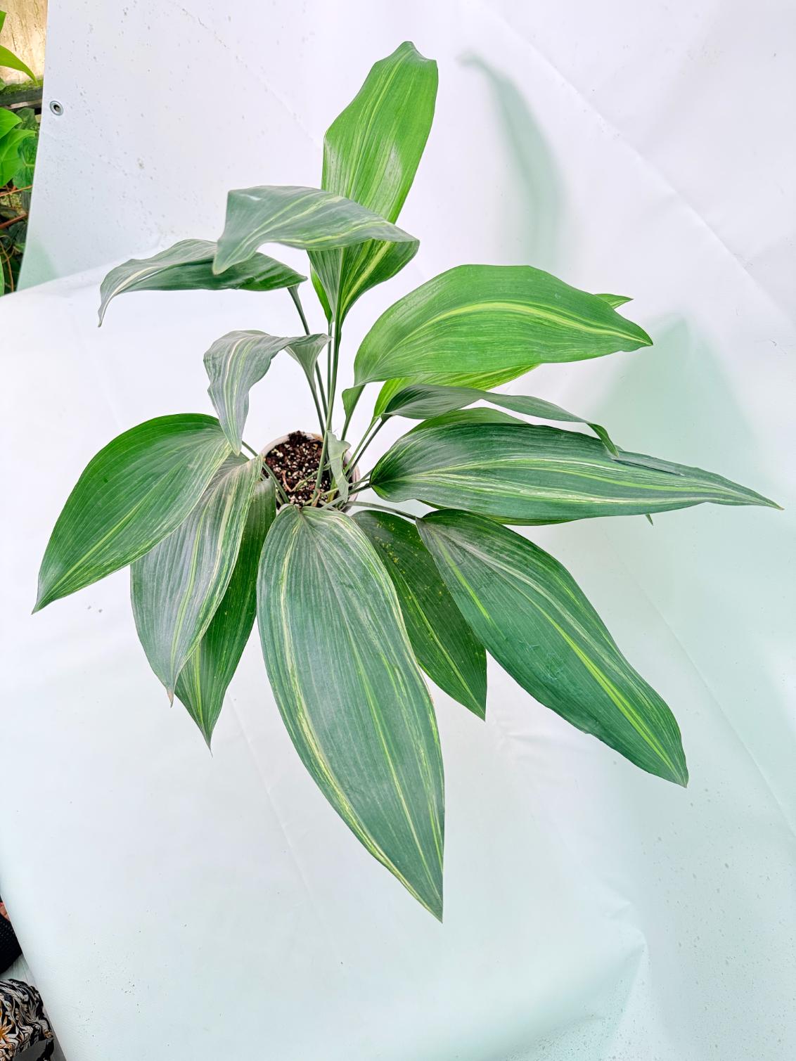 Aspidistra Elatior Variegata 10