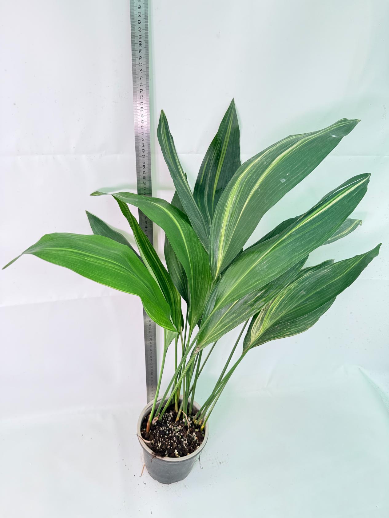 Aspidistra Elatior Variegata 01