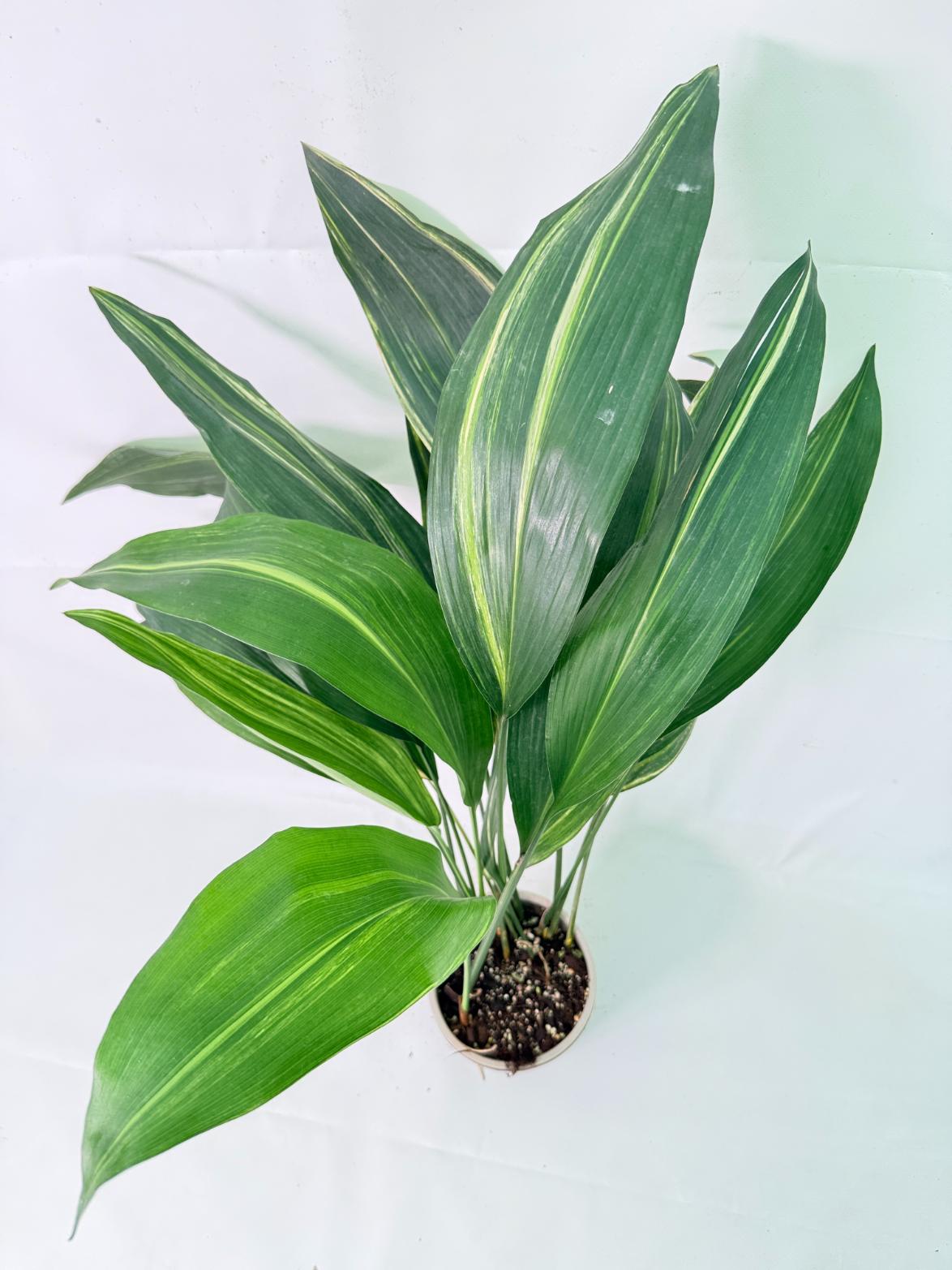 Aspidistra Elatior Variegata 02