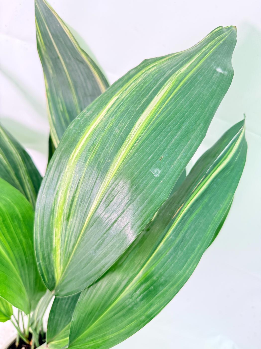 Aspidistra Elatior Variegata 03