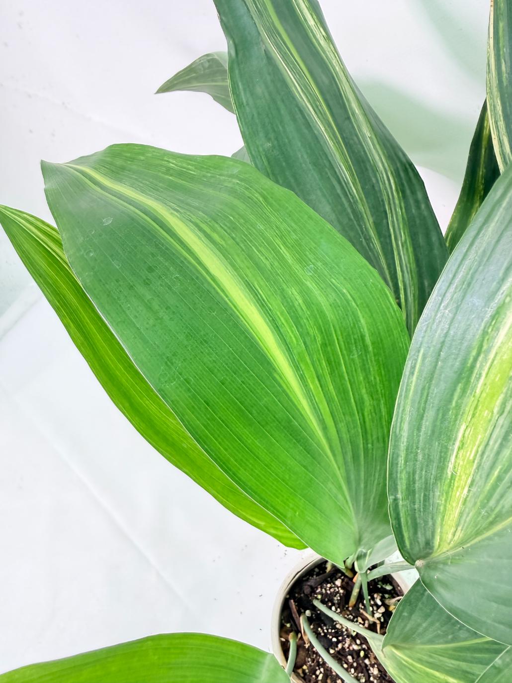 Aspidistra Elatior Variegata 04
