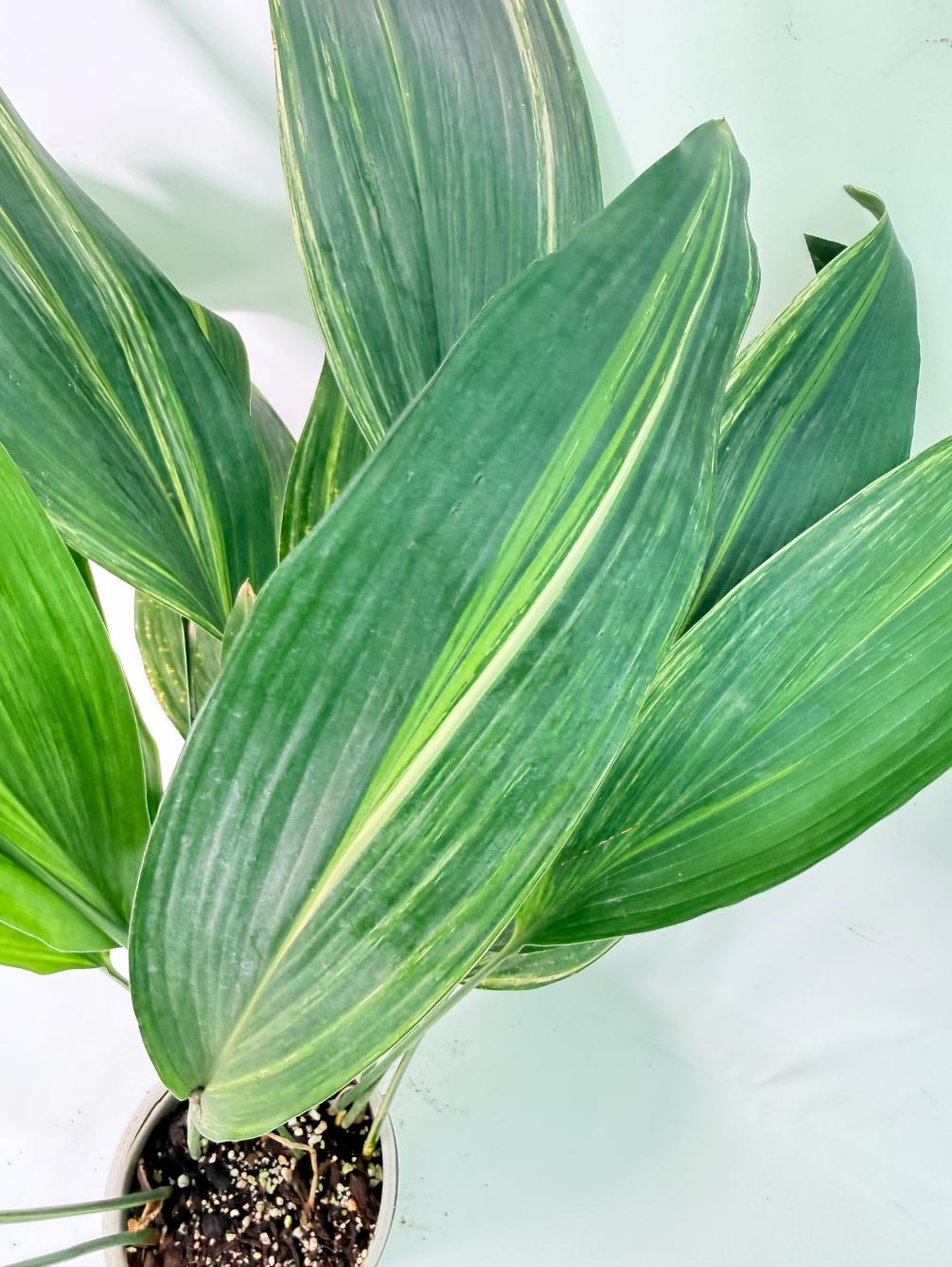 Aspidistra Elatior Variegata 05
