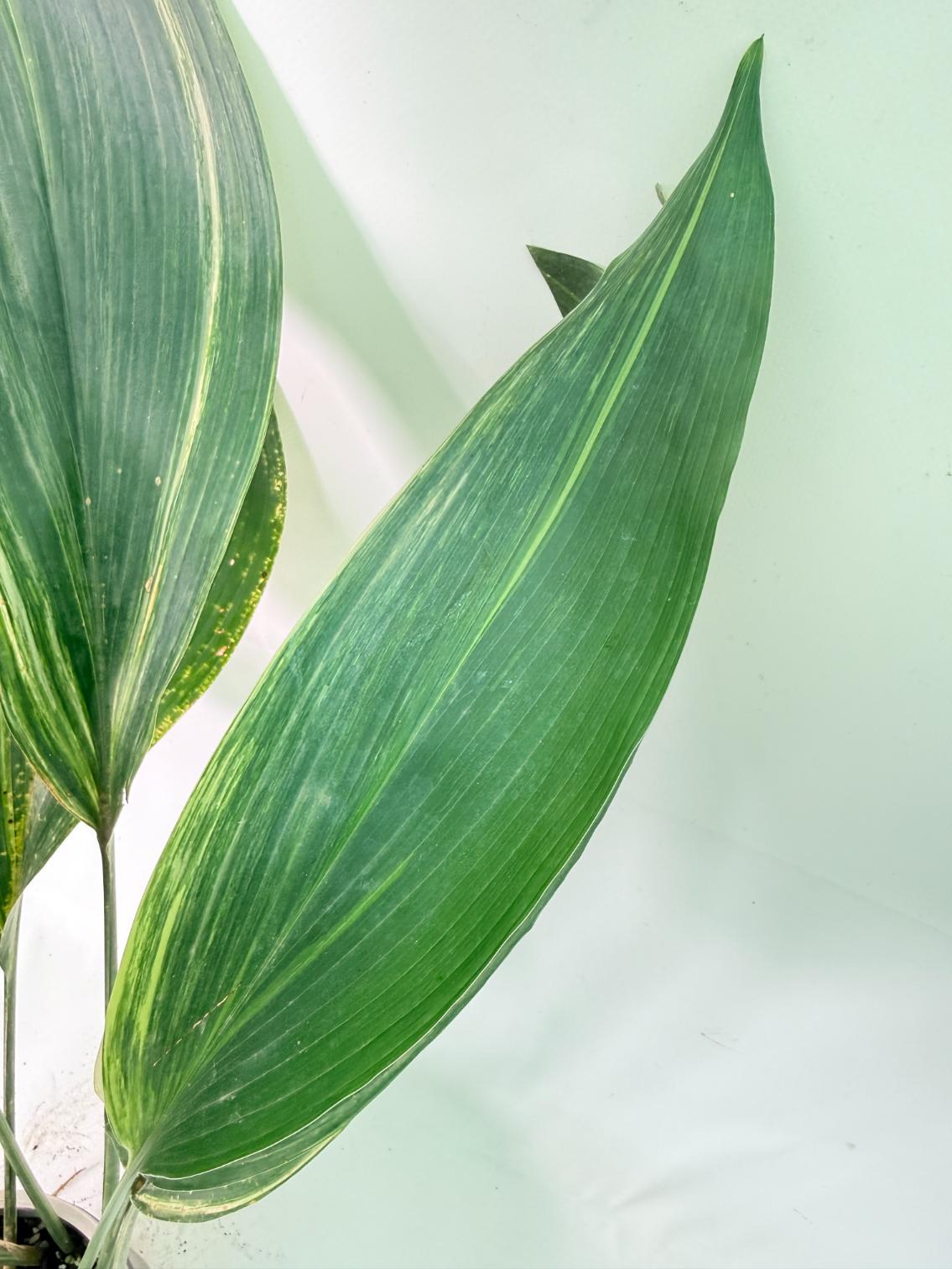 Aspidistra Elatior Variegata 06