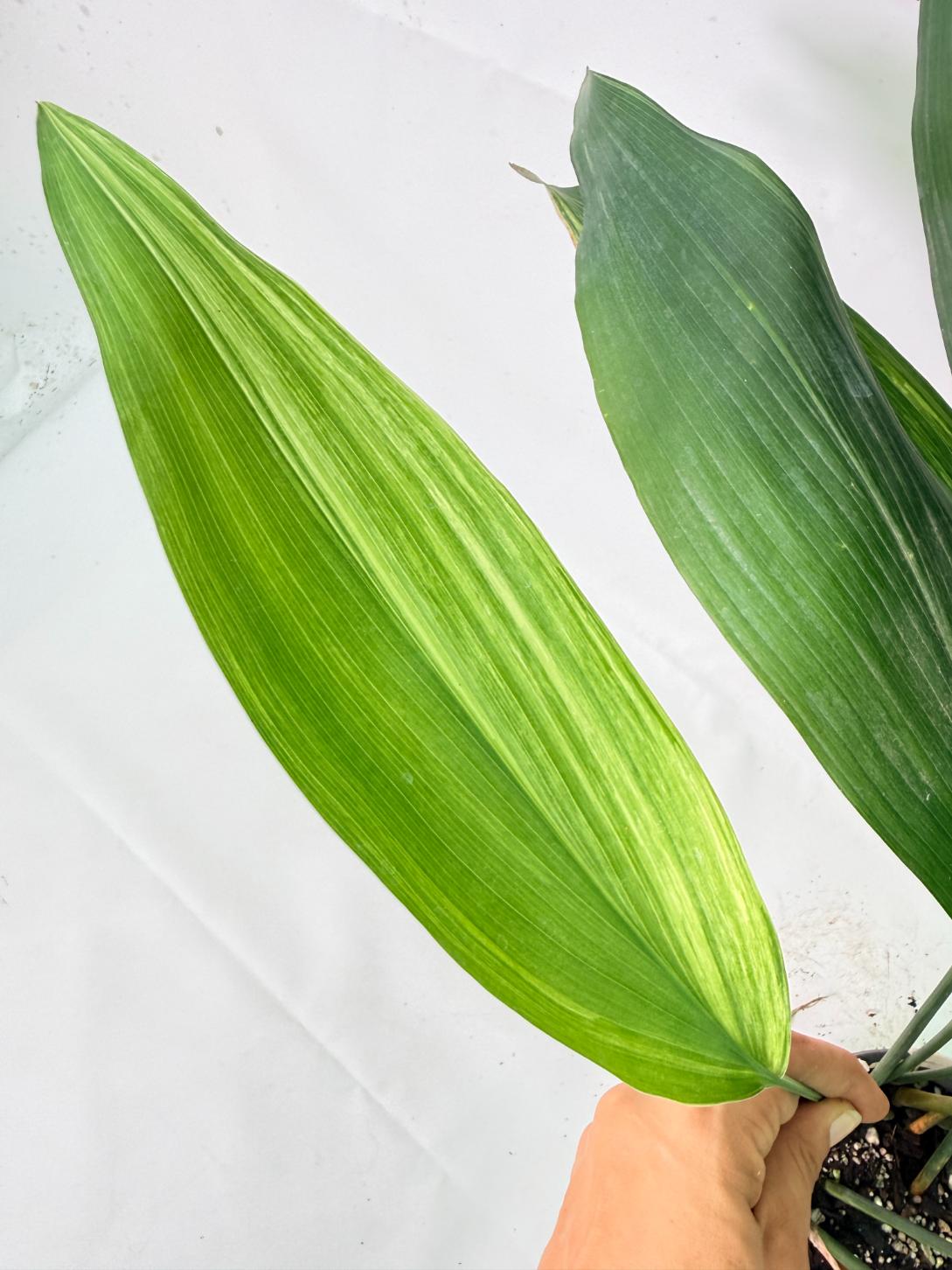 Aspidistra Elatior Variegata 07