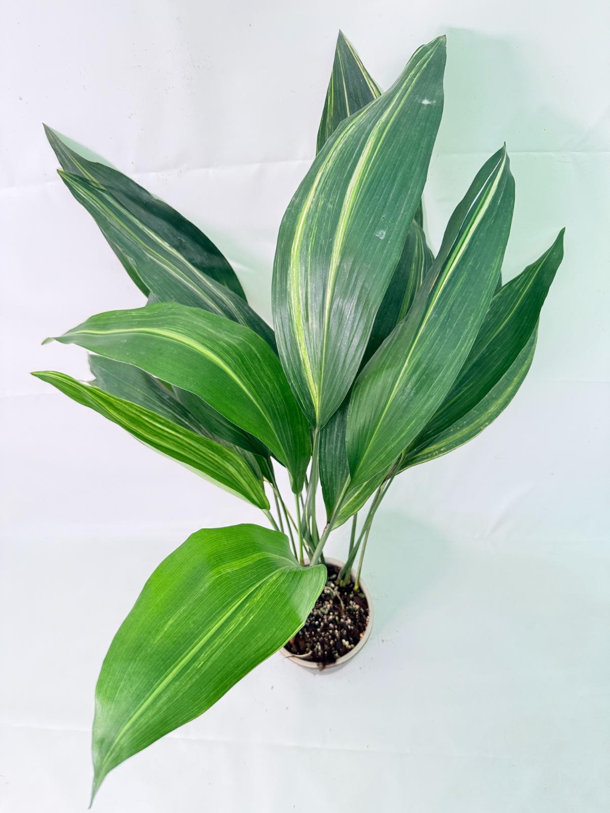 Aspidistra Elatior Variegata 08