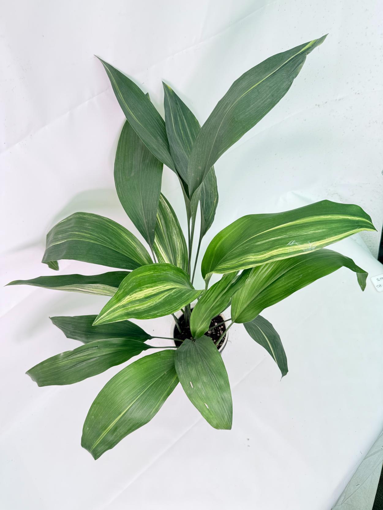 Aspidistra Elatior Variegata 09