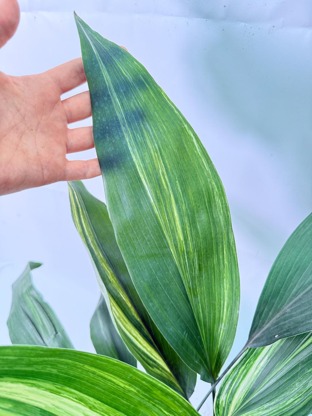 Aspidistra Elatior Variegata 10