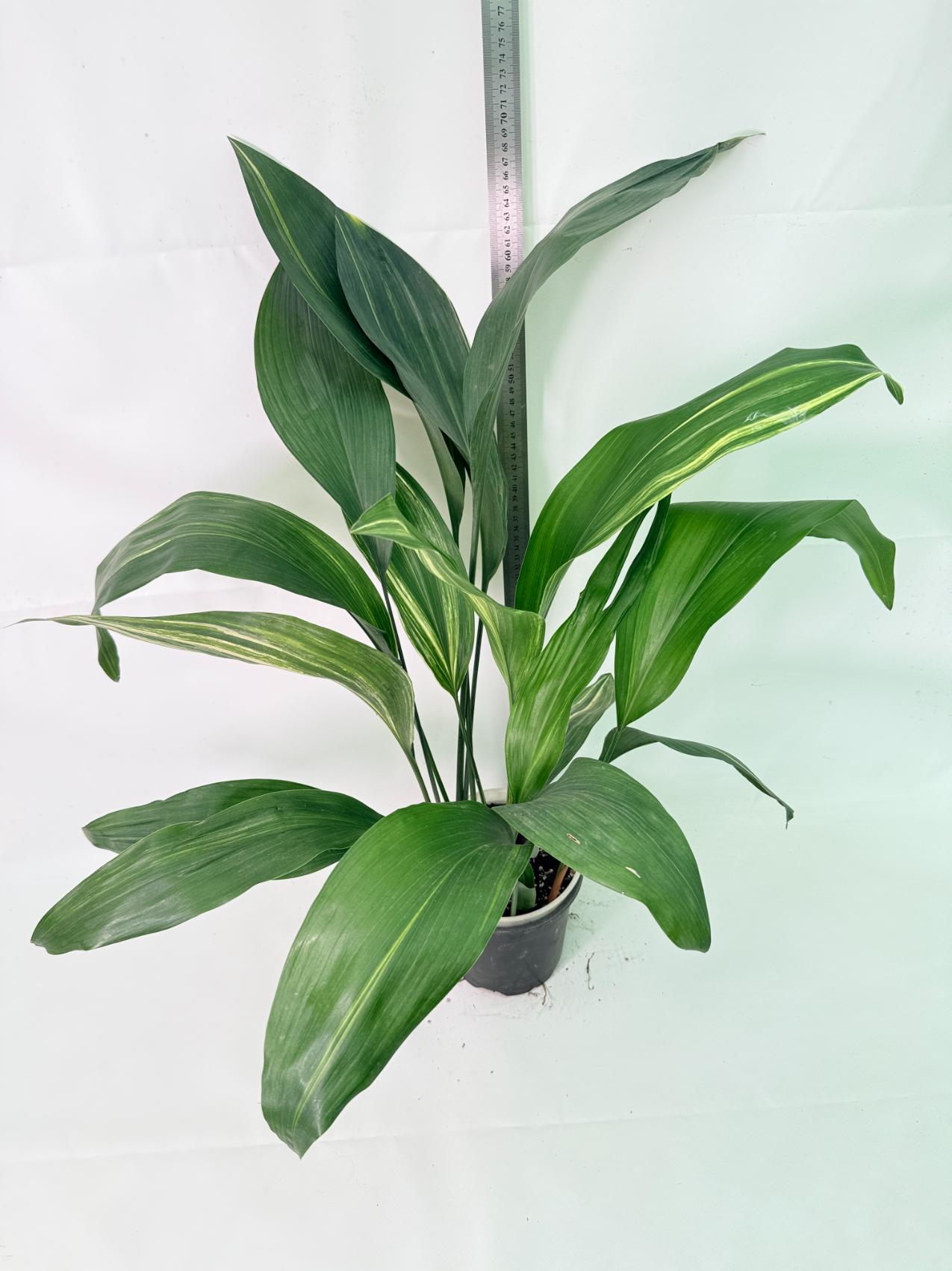 Aspidistra Elatior Variegata 01