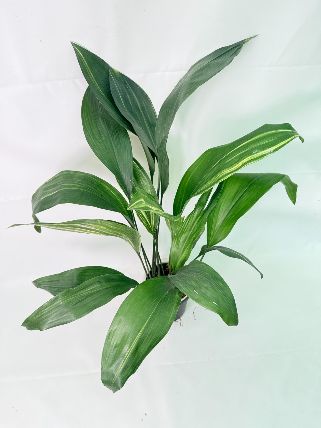 Aspidistra Elatior Variegata 02