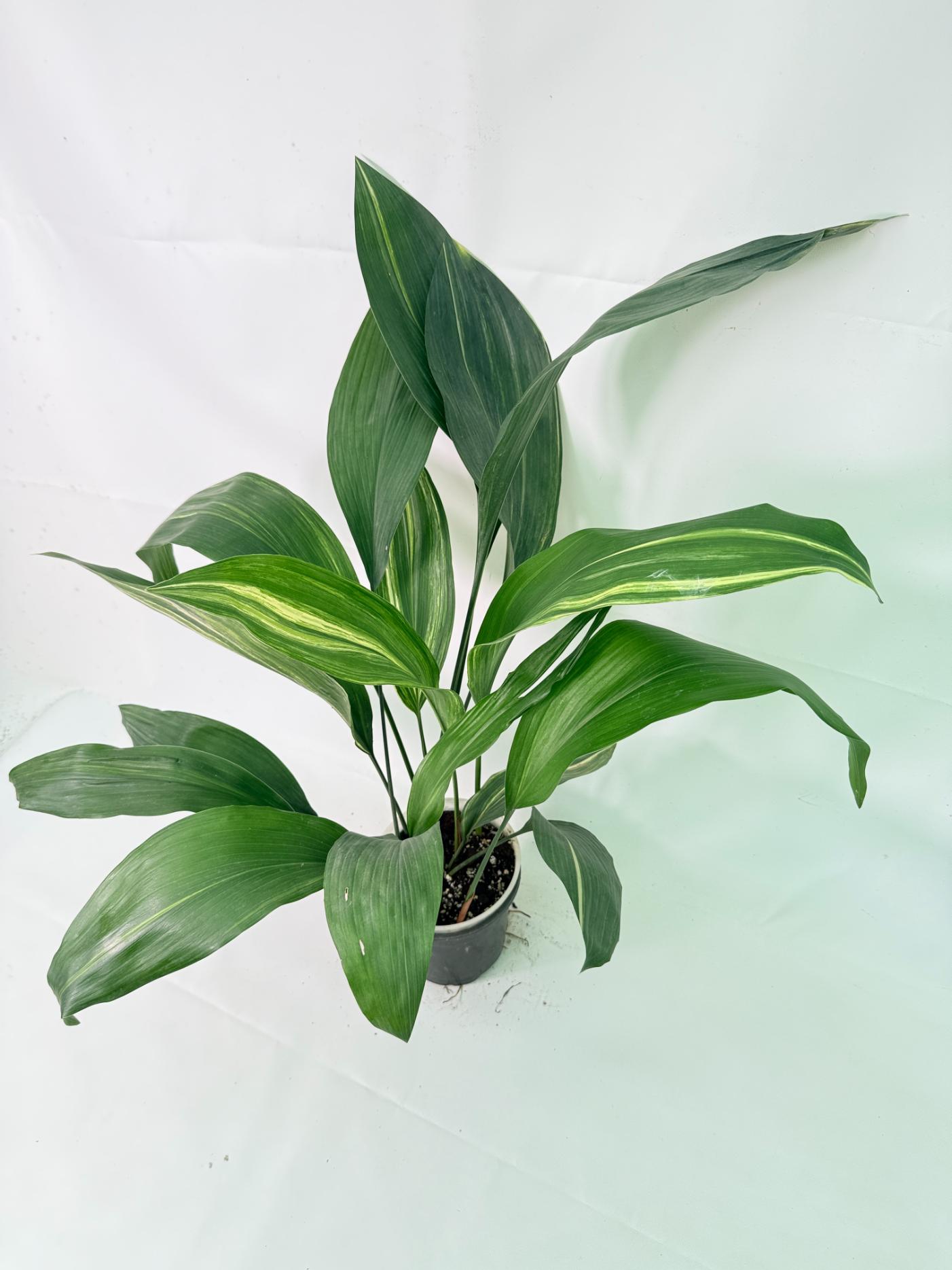 Aspidistra Elatior Variegata 03