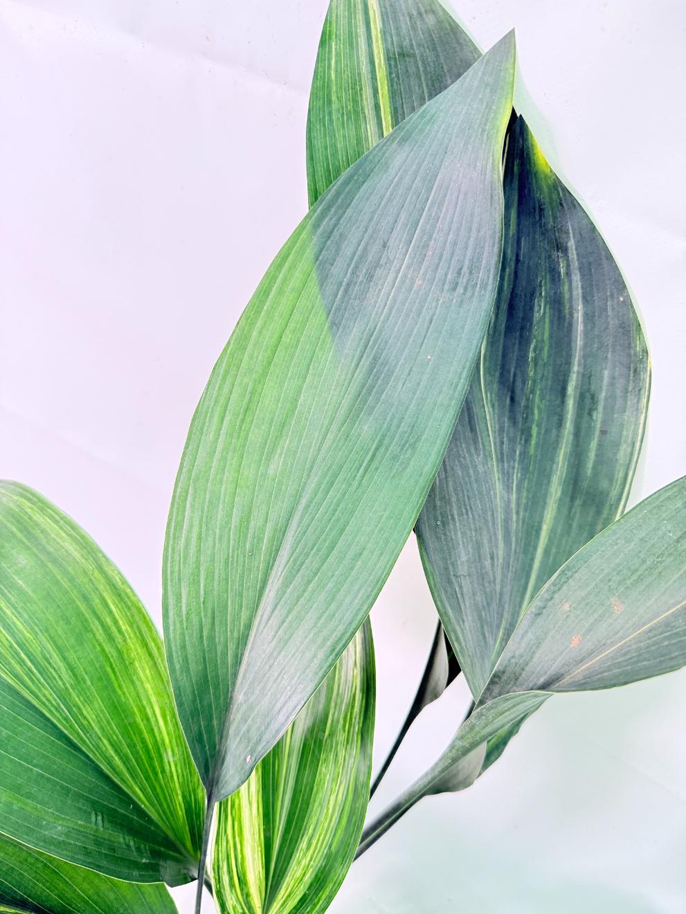 Aspidistra Elatior Variegata 04