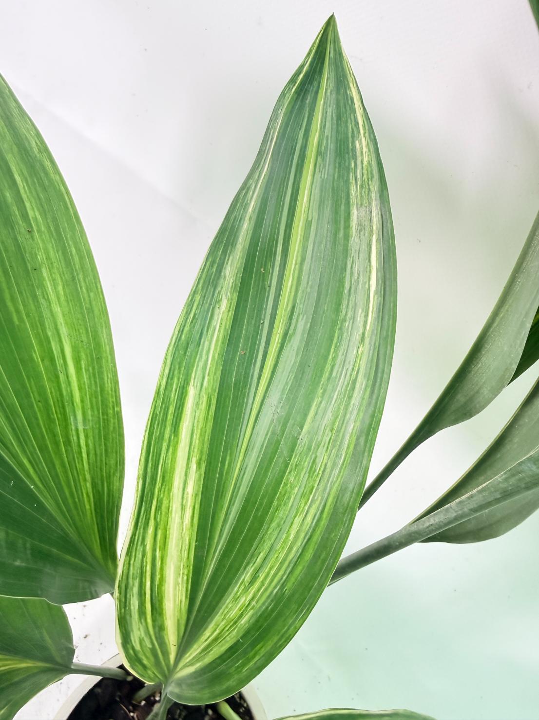 Aspidistra Elatior Variegata 05