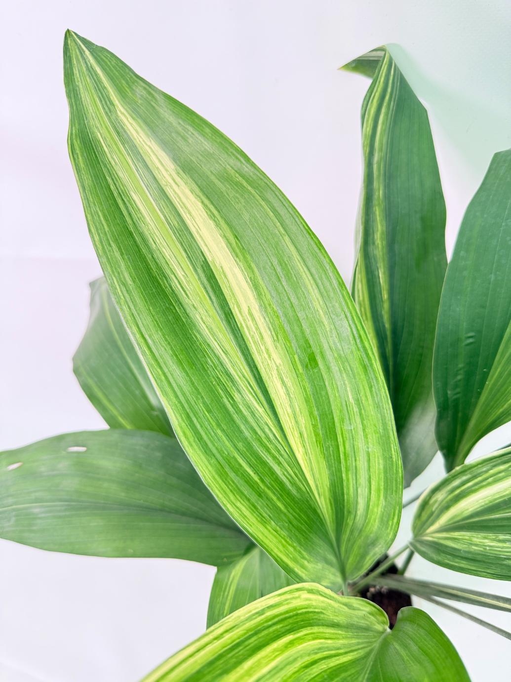 Aspidistra Elatior Variegata 06