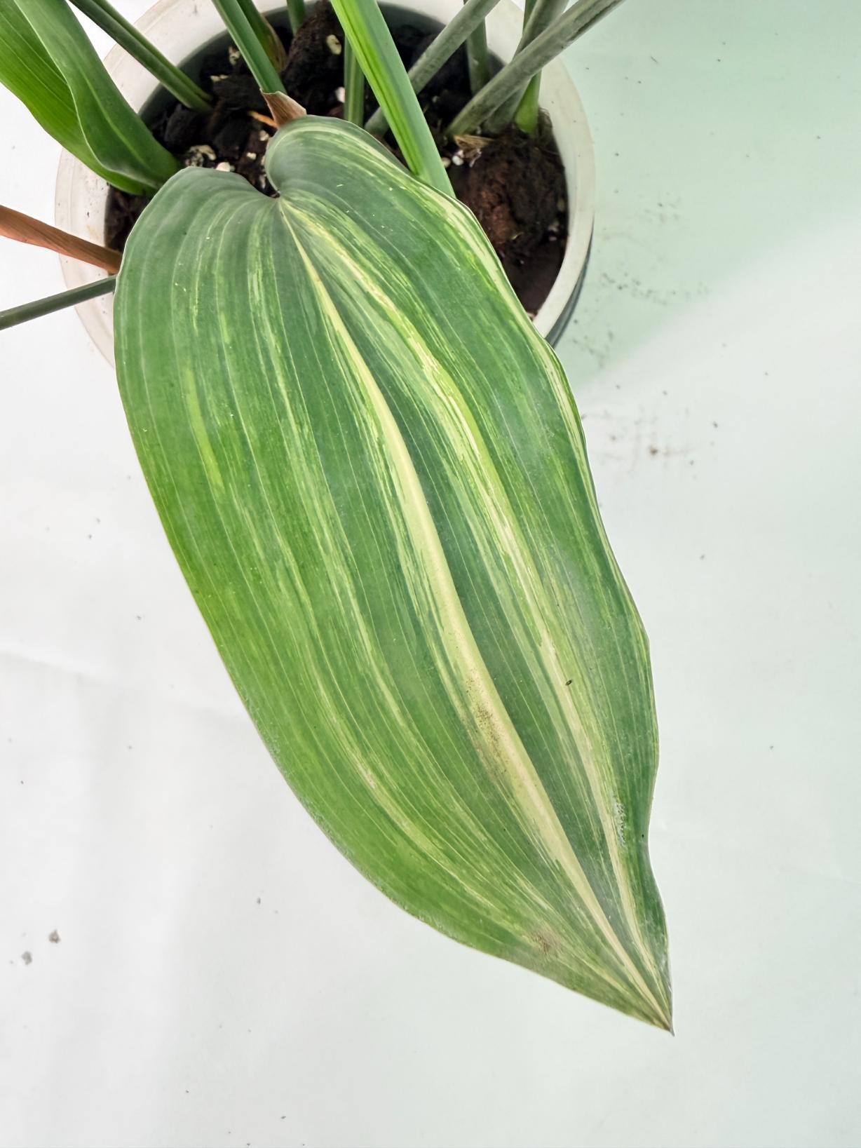 Aspidistra Elatior Variegata 08