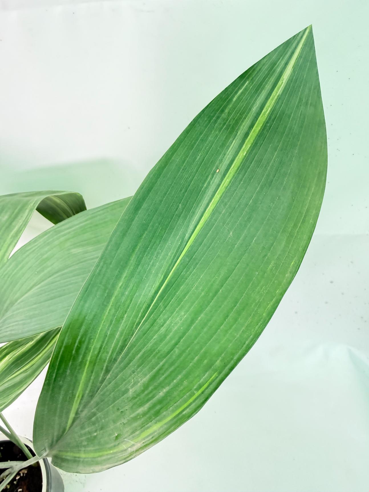 Aspidistra Elatior Variegata 07