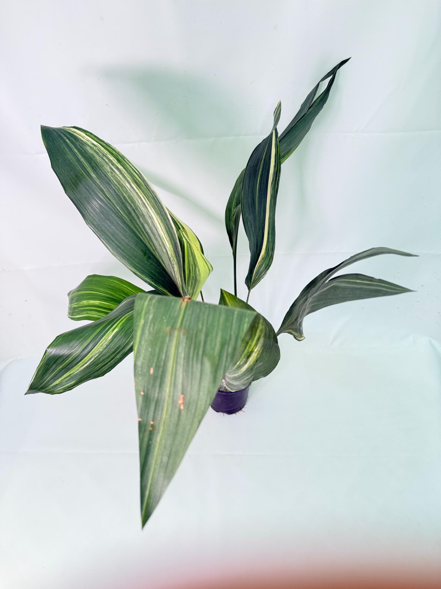 Aspidistra Elatior Variegata 08