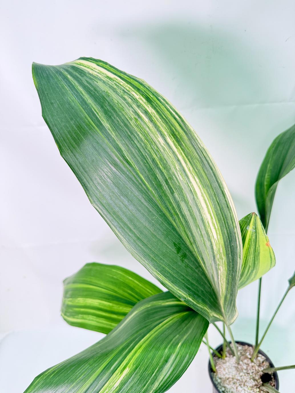 Aspidistra Elatior Variegata 09