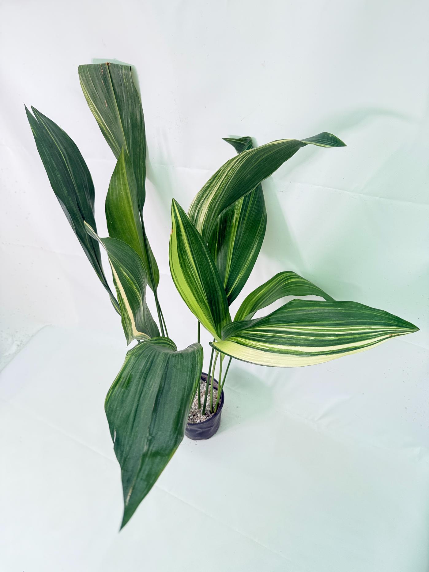 Aspidistra Elatior Variegata 10