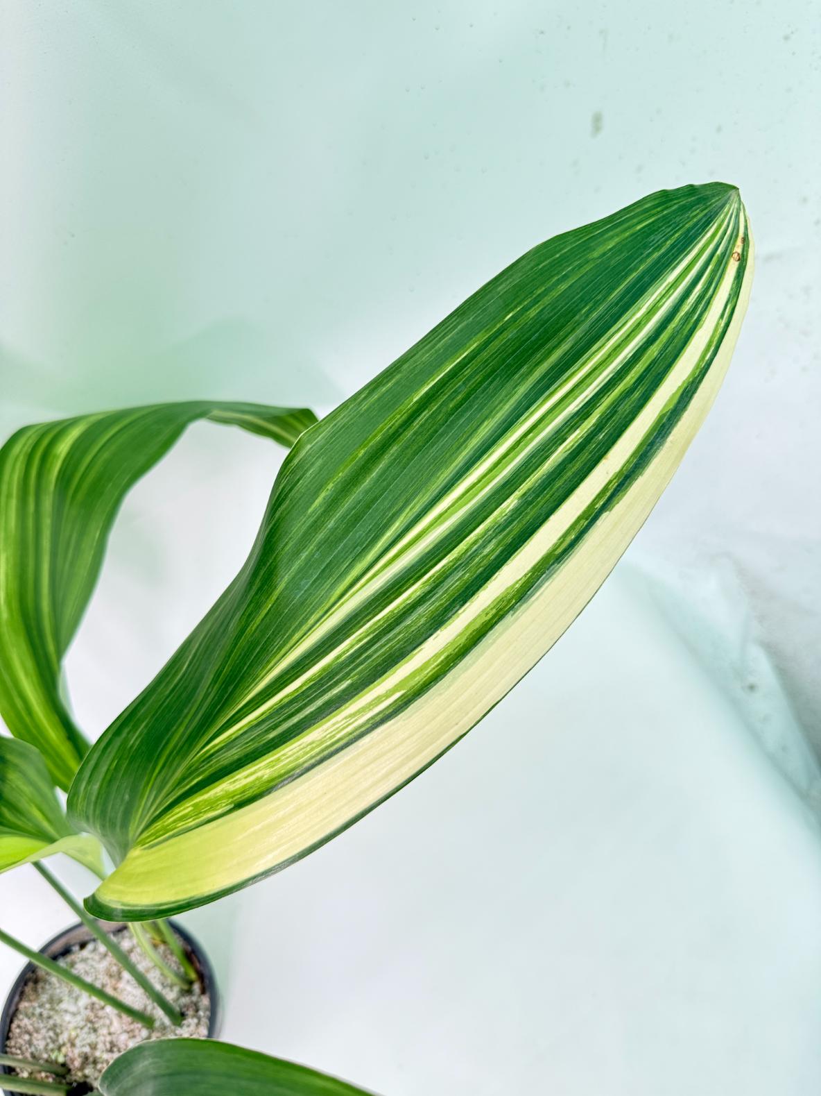 Aspidistra Elatior Variegata 11