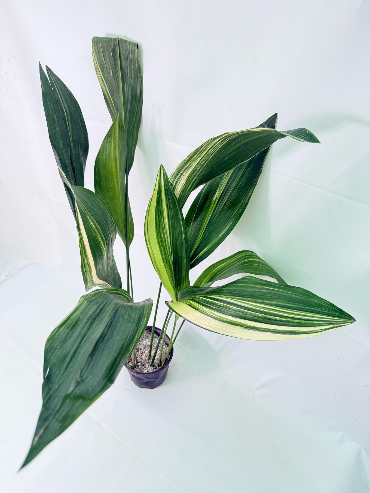 Aspidistra Elatior Variegata 12