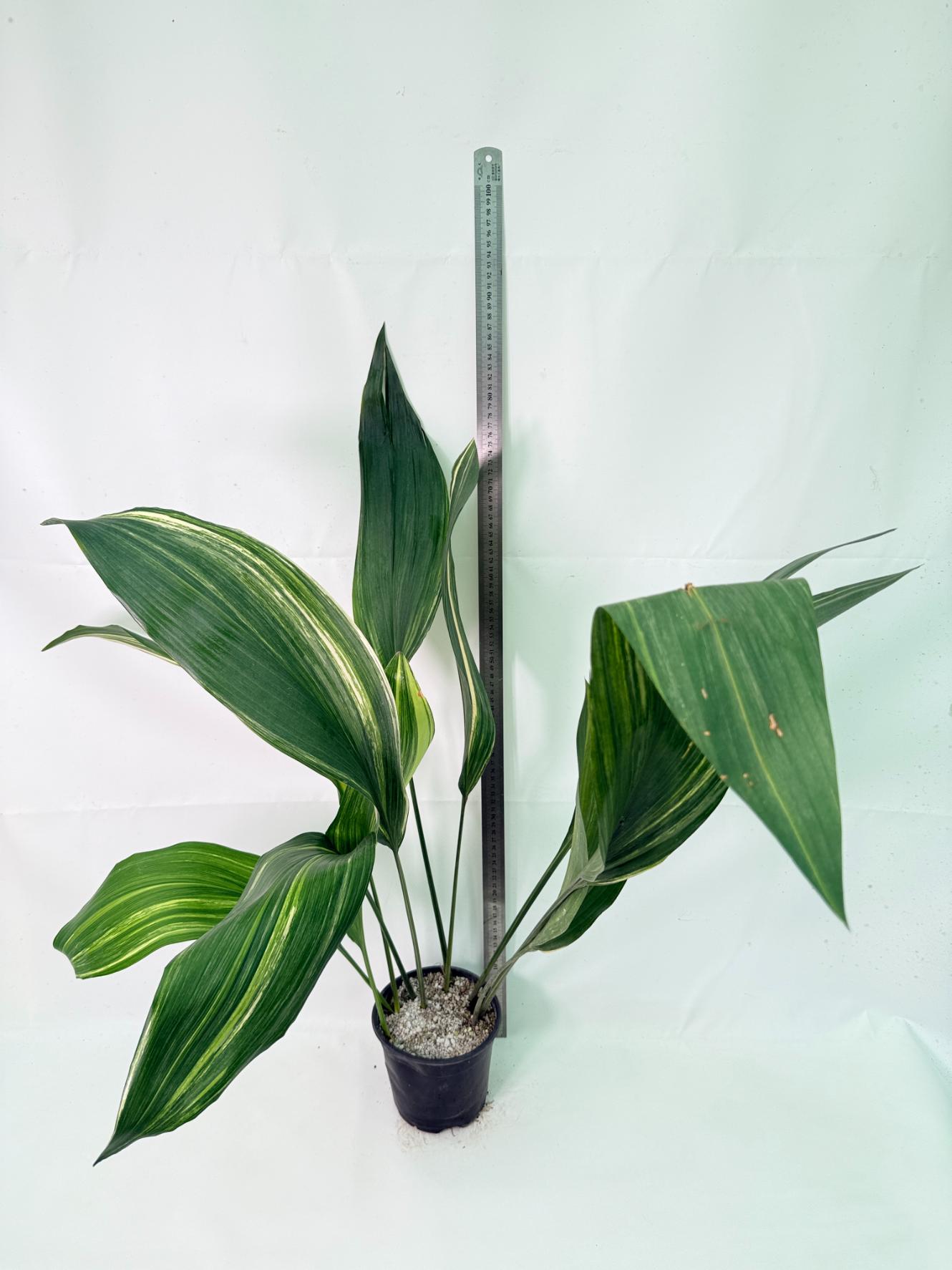 Aspidistra Elatior Variegata 01