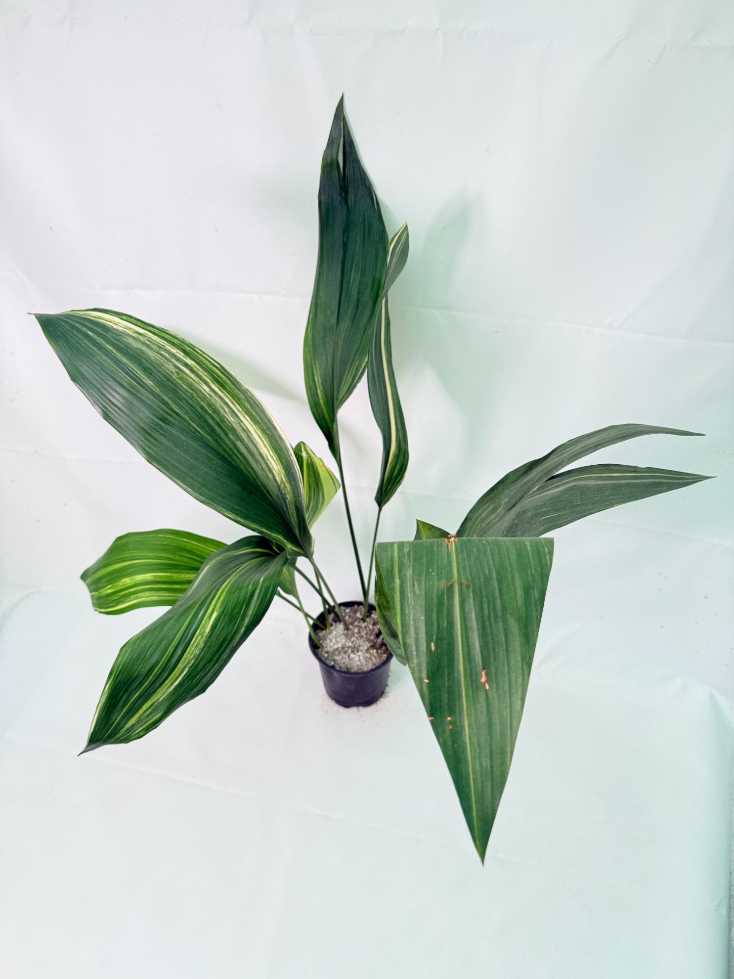 Aspidistra Elatior Variegata 02