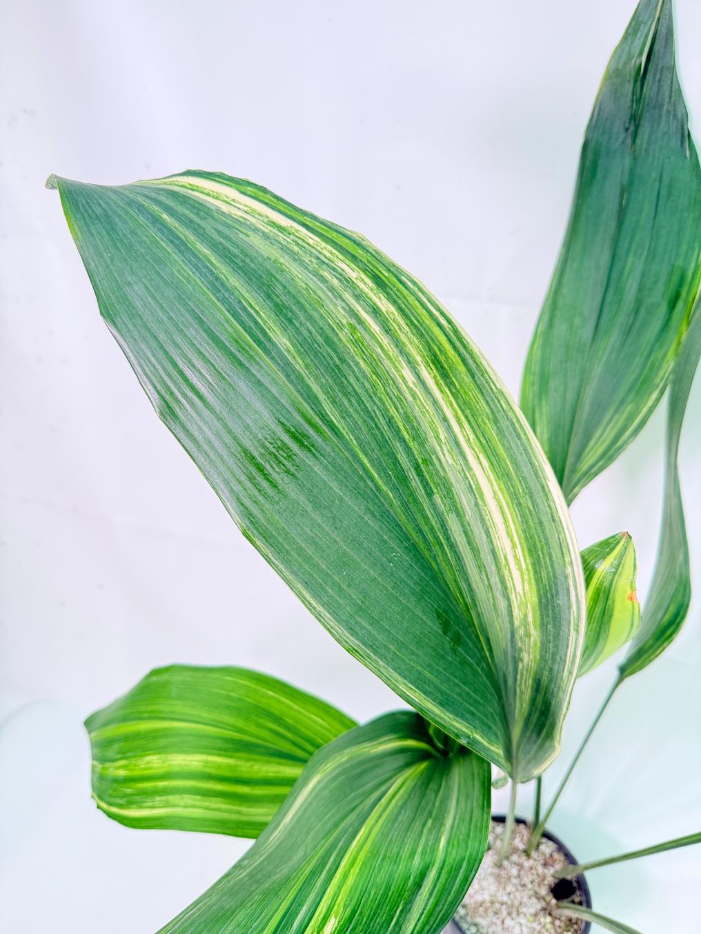 Aspidistra Elatior Variegata 03